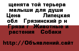 щенята той-терьера, малыши для души › Цена ­ 5 000 - Липецкая обл., Грязинский р-н, Грязи г. Животные и растения » Собаки   